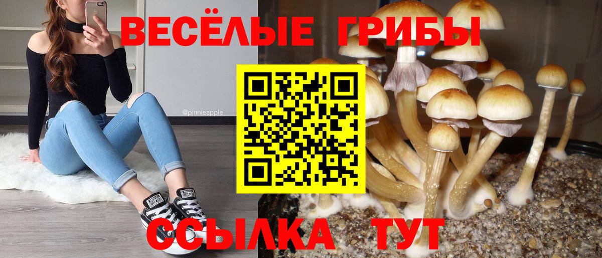 Нижнеудинск  Галлюциногенные грибы Psilocybine cubensis  Вход с VPN 